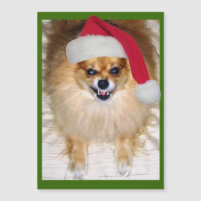 Bad Santa Pomeranian Chihuahua Christmas (Front)