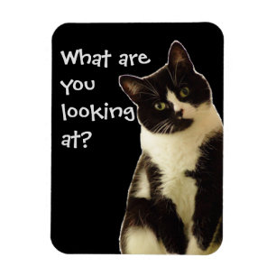 Badass Cats "What are you looking at!" Magnet