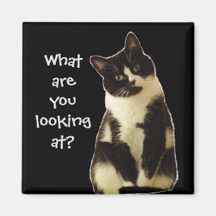Badass Cats "What are you looking at!" Magnet