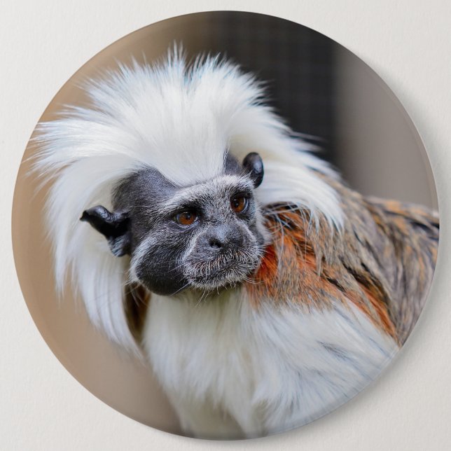 Badge with Cotton-top Tamarin monkey Button (Front)