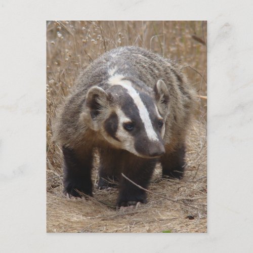 Badger Approach Postcard