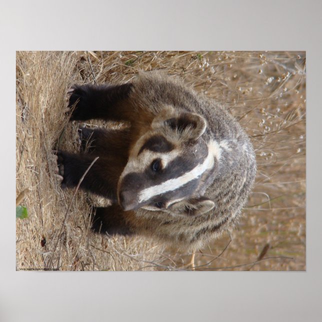 Badger Approach Poster (Front)