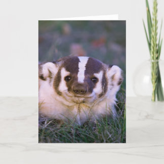 Badger Card