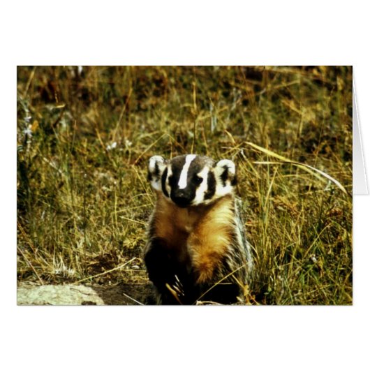 Badger Cards (Front Horizontal)