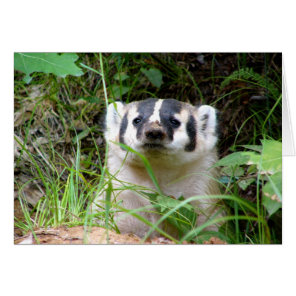 badger cards