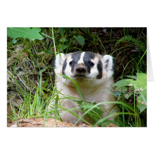 badger cards (Front Horizontal)