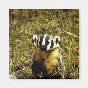 Badger Magnet