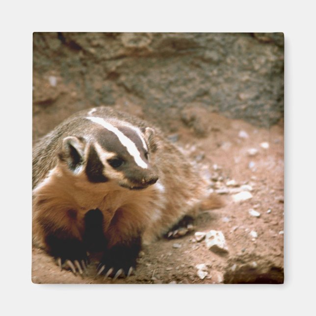Badger Magnet (Front)