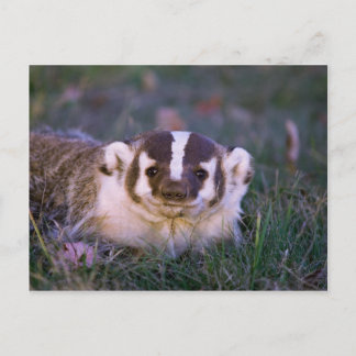 Badger Postcard