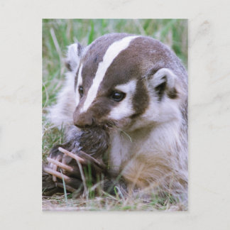 Badger Postcard