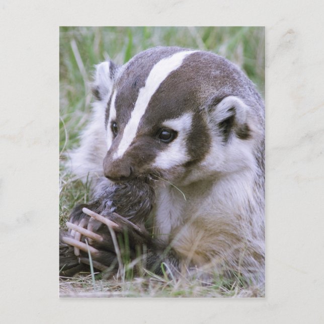 Badger Postcard (Front)