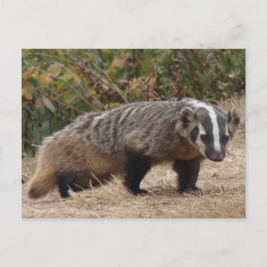 Badger Postcard