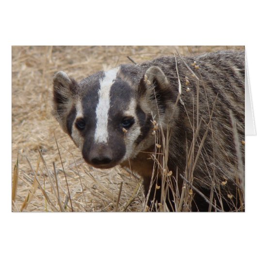 Badger Staredown Card (Front Horizontal)