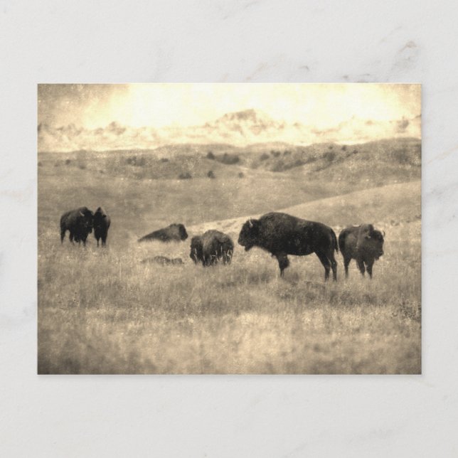 Badlands Bison Postcard (Front)