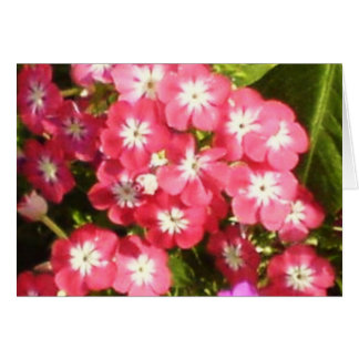 Badrinath Valley of Flowers 1 Cards