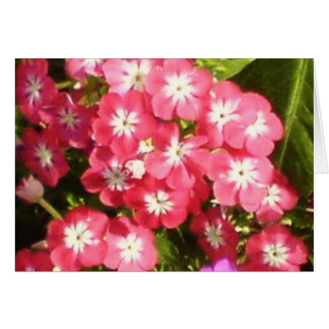 Badrinath Valley of Flowers 1 Cards (Front Horizontal)