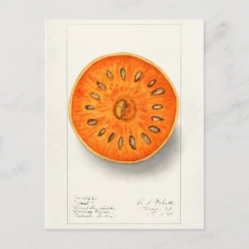 Bael Aegle Marmelos Fruit Watercolor Painting Postcard