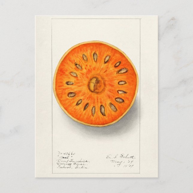 Bael (Aegle Marmelos) Fruit Watercolor Painting Postcard (Front)