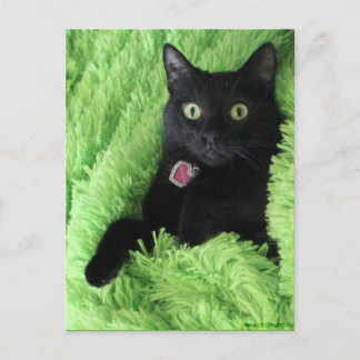 Bagheera the Black Cat Postcard
