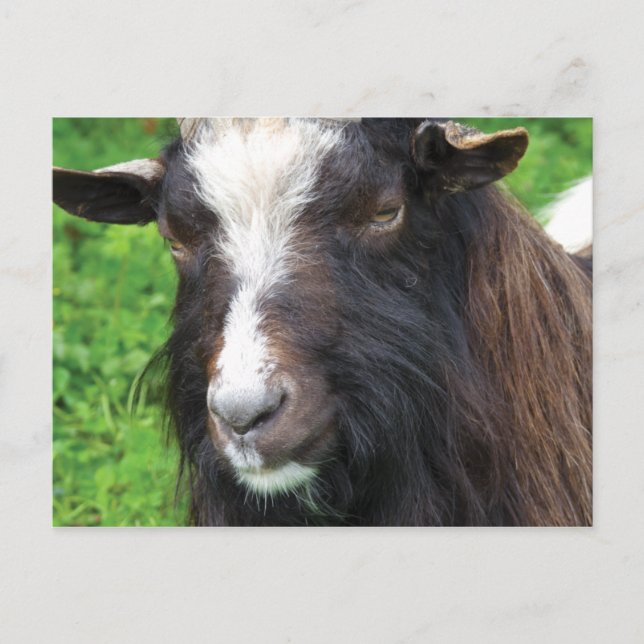 Bagot Goat | Rare Breed Postcard (Front)