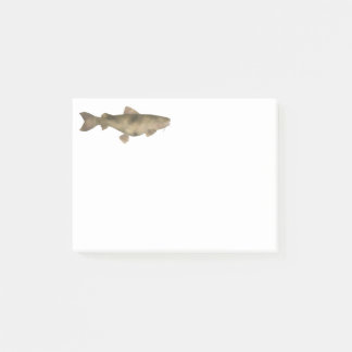 Bagre-sapo Post-it Notes