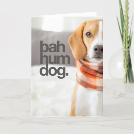 "bah Hum Dog" Beagle Holiday Card
