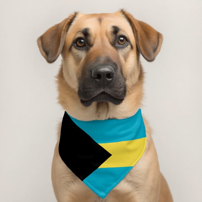 Bahamas flag pet bandana collar (Dog 2)