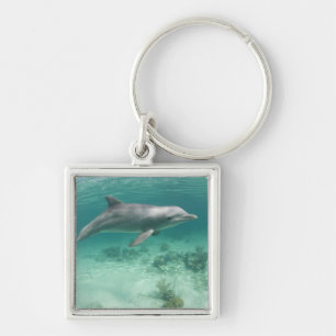 Bahamas, Grand Bahama Island, Freeport, Captive 6 Keychain