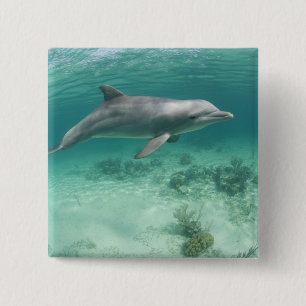 Bahamas, Grand Bahama Island, Freeport, Captive 6 Pinback Button