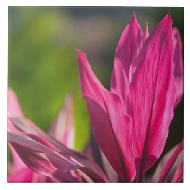 BAHAMAS, New Providence Island, Nassau: Paradise Ceramic Tile (Front)