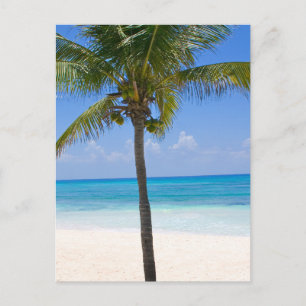 Bahamas Palm Tree Postcard