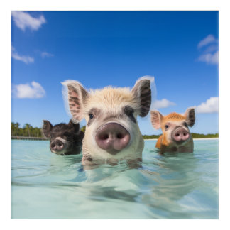 Bahamas Swimming Pig 2024 Acrylic Print