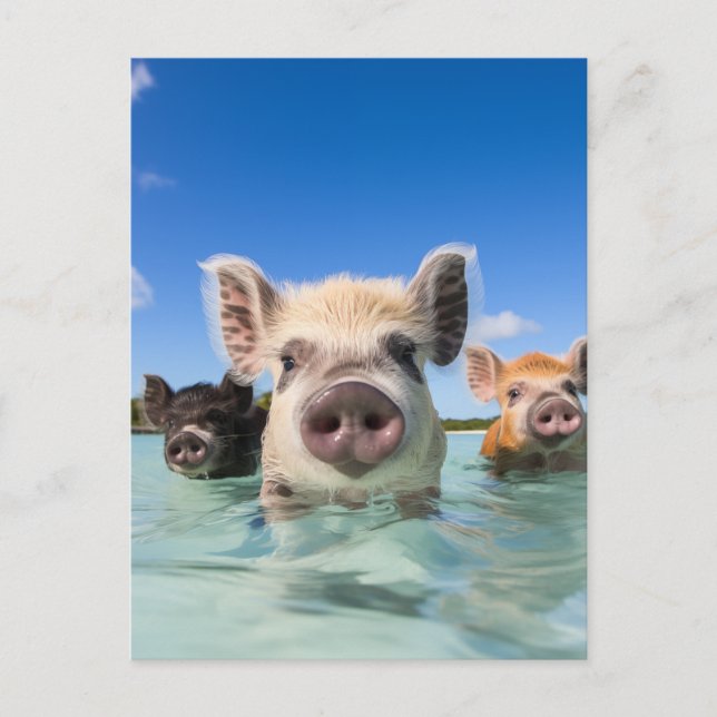 Bahamas Swimming Pig 2024 Holiday Postcard (Front)