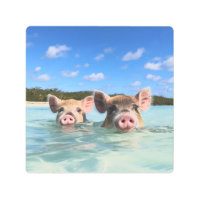 Bahamas Swimming Pig 2024