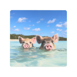 Bahamas Swimming Pig 2024 Metal Print