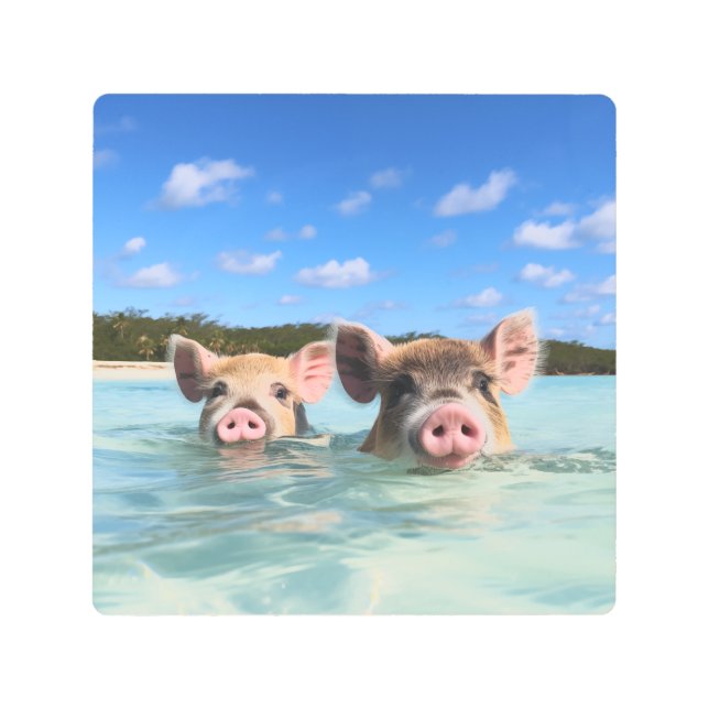 Bahamas Swimming Pig 2024 Metal Print (Front)