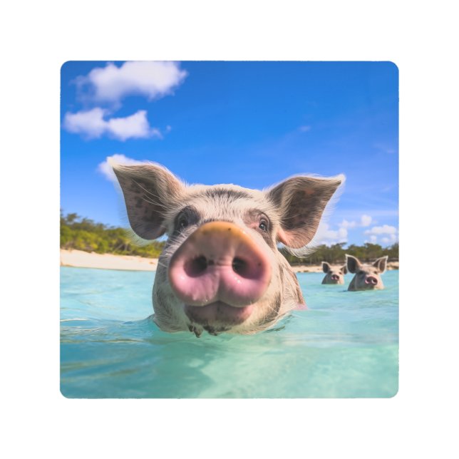 Bahamas Swimming Pig 2024 Metal Print (Front)