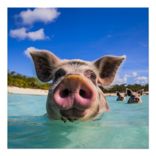 Bahamas Swimming Pig 2024 Poster