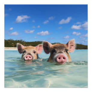 Bahamas Swimming Pig 2024 Poster