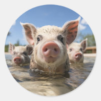 Bahamas Swimming Pigs - Exuma Pig Beach Adventure