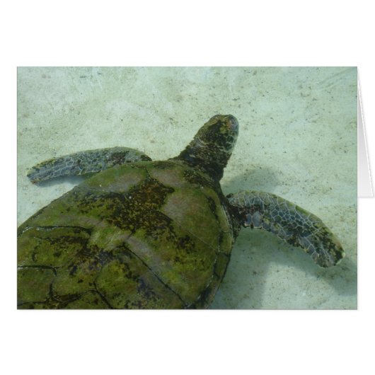 Bahamas Turtle Cards (Front Horizontal)