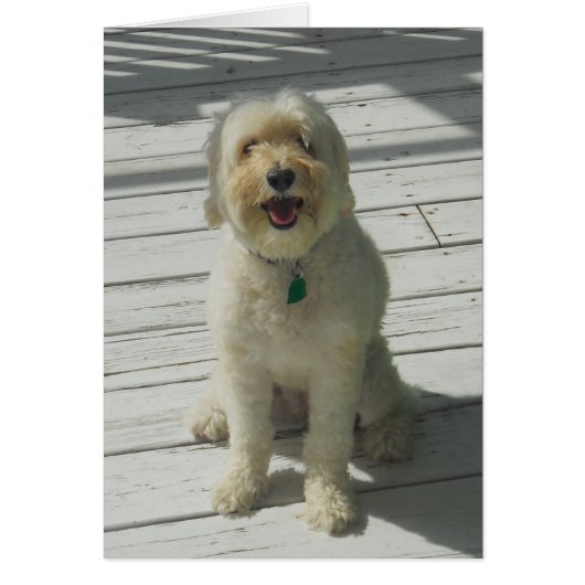 Bailey the Beautiful Dog Posing on the Deck - Card (Front)