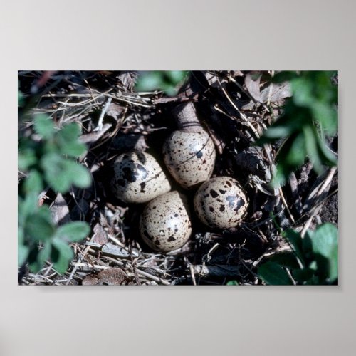 Bairds Sandpiper Nest with Eggs Poster