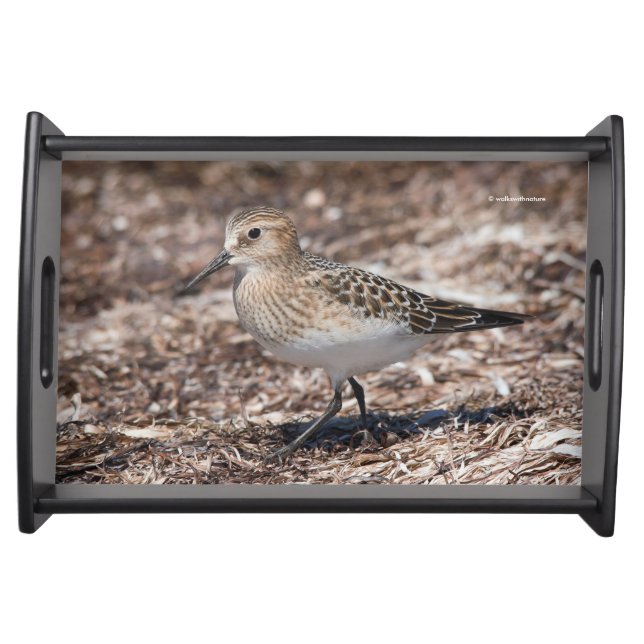 Baird's Sandpiper Shorebird on the Beach Serving Tray (Front)