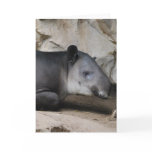 Baird's Tapir Greeting Card