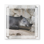 Baird's Tapir Magnet