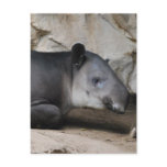 Baird's Tapir Postcard