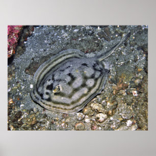 Baja Stingray Poster