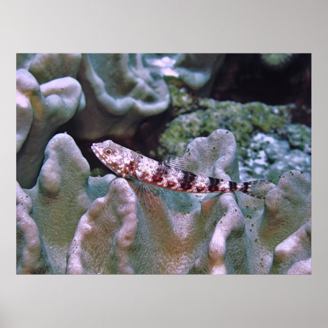 Balanced Lizardfish Poster (Front)