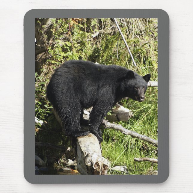 "Balancing Act" Black Bear gifts Mouse Pad (Front)
